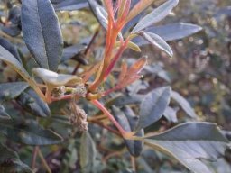 Searsia angustifolia new growth other colouring